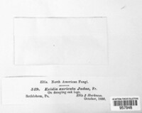 Auricularia auricula-judae image
